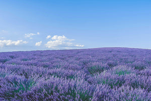 The Timeless Power of Lavender: A Natural History of Clean