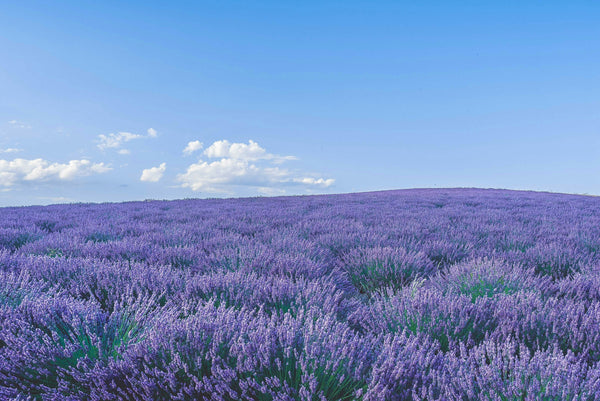The Timeless Power of Lavender: A Natural History of Clean